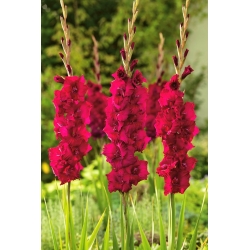 Gladiolus Plum Tart - 5 pcs; lily pedang - 