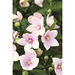 Platycodon, fiore a palloncino - Fuji Pink; Bellflower cinese