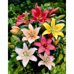 Lily - seleção de 5 bulbos de flores - 