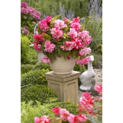 Begonia "Pink Balcony" - บุปผาในเฉดสีที่แตกต่างกันของสีชมพู - 2 ชิ้น - 