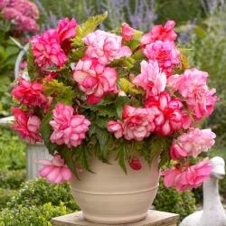 Begonia "Ban công màu hồng" - nở rộ trong các sắc thái khác nhau của màu hồng - 2 chiếc - 