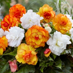 Dupla virág begónia fajtakeverék - sárga-narancs és fehér - 8 db - 