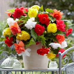 Trailing begonia variety mix - white, red and yellow 12 pcs