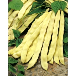 Climbing Bean 'Goldmarie' - broad pods - 100 g