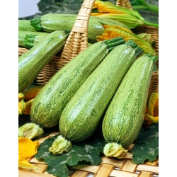 Zucchini - Nimba - 100 gram -  Cucurbita pepo - frø