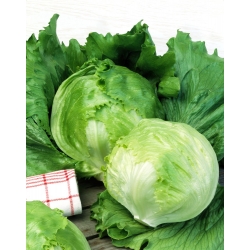 Iceberg salad "Ludwina" - SEED TAPE - Lactuca sativa L.  - benih