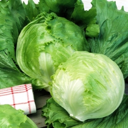 Ledena salata "Ludwina" - sjemenska traka - Lactuca sativa L.  - sjemenke