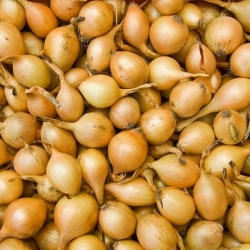 Spring onions Stuttgarter - 0,5 kg