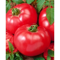 گوجه فرنگی تمشک 'Fawourt' - میوه با وزن تا 0.5 کیلوگرم - 10 گرم -  Lycopersicon esculentum Mill - دانه