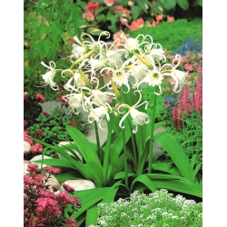 Ismene، Narcissus Festalis پرو - bulb / tuber / root