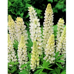 Lupinus, Lupin, Lupin White - květinové cibulky / hlíza / kořen - Lupinus hybridus