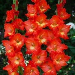 Gladiolus Nikita - 5 bulbs