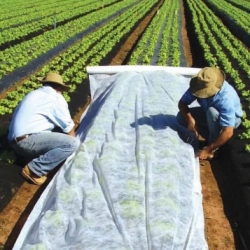 Spring fleece (agrotextile) - plant protection for healthy crops - 3.20 m x 100.00 m