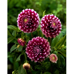 Dahlia Edinburgh - květinové cibulky / hlíza / kořen