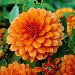 Dahlia Orange - květinové cibulky / hlíza / kořen