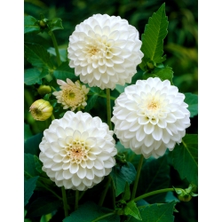 Dahlia White Aster - květinové cibulky / hlíza / kořen