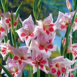 Gladiolus Elvira - 5 bebawang