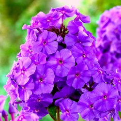 Phlox Purple - květinové cibulky / hlíza / kořen