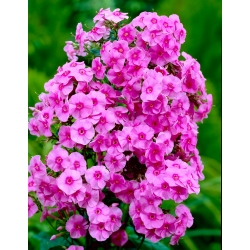 Phlox Pink - květinové cibulky / hlíza / kořen