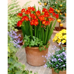 Red double freesia - Red - Large Pack! - 100 pcs.