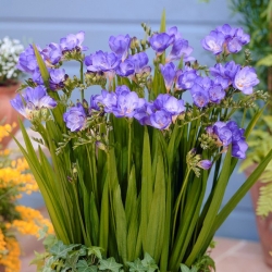 Freesia Single Blue - 10 květinové cibule
