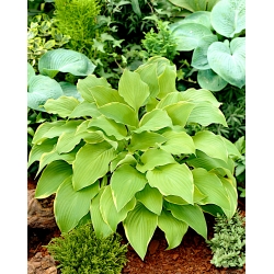 Hosta, Planta Lily Lakeside Cha Cha - bulb / tuber / rădăcină