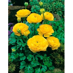 Yellow buttercup – Large Pack! - 100 pcs.