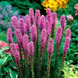 Liatris spicata - Purple - pacchetto di 10 pezzi