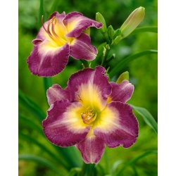 Daylily Cheese and Wine