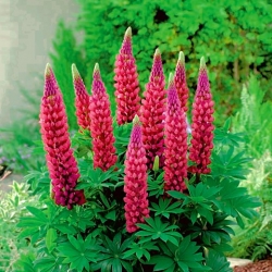 Vaste lupine - The Pages - Lupinus polyphyllus