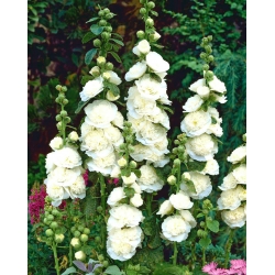 Alcea rosea - White - bianco - Althaea rosea