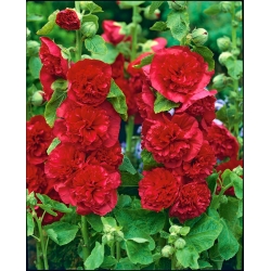 Alcea, Hollyhocks Red - крушка / грудка / корен - Althaea rosea