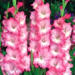 唐菖蒲Cheops  -  5个洋葱 - Gladiolus