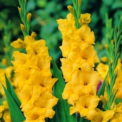 Gladiolus geel - XXL - pakket van 5 stuks