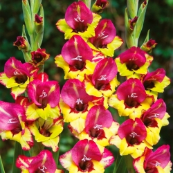 Гладиолус Васто - 5 сијалица - Gladiolus
