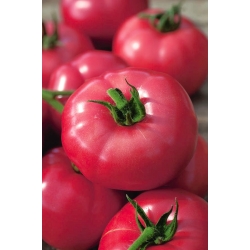 BIO Tomato 'Favorite' - certifikovaná organická semena -  Lycopersicon esculentum