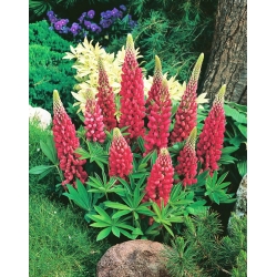 Lupine My Castle seeds - Lupinus polyphyllus - 90 seeds