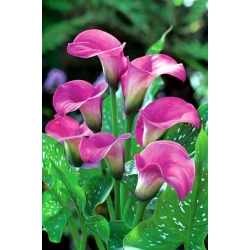 Tölcsérvirágok - Pink - rózsaszín - Zantedeschia