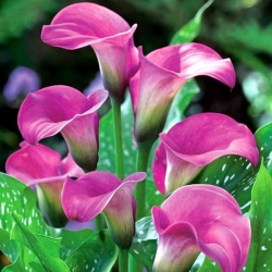 Zantedeschia, Calla Lily Pink - bulb / tuber / rădăcină