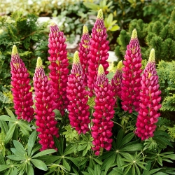 Vaste lupine - The Pages - 90 zaden - Lupinus polyphyllus