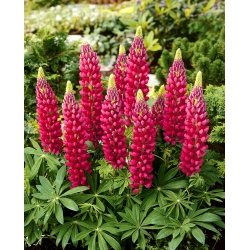Staude - lupin - The Pages - 90 frø - Lupinus polyphyllus