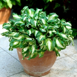 Hosta, Plantain Lily Mediovariegata - củ / củ / rễ
