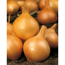 Onion Wolska seeds - Allium cepa - 1250 seeds