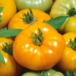 الطماطم "يلوستون" - حقل ، طويل القامة متنوعة - Lycopersicon esculentum Mill  - ابذرة