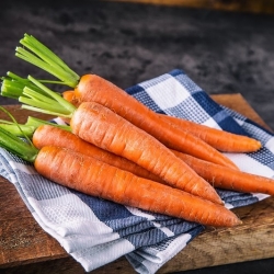 胡萝卜“桑巴F1” - 晚种 - Daucus carota - 種子