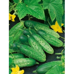 Cucumber 'Prymus' - medium early, extremely productive, intended for preserves