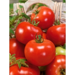 Dwarf field tomato 'Bohun' - extremely early variety producing large fruit
