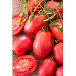 Rosa Tomate 'Raspberry Bosun' - Zwerg Freilandtomate, mittelfrühe Sorte, für Konfitüren empfohlen