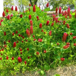 Crimson clover "Contea" - 5 kg; Semanggi Italia - 