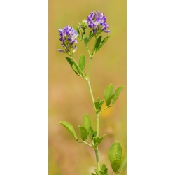 Alfalfa "Ludelis" - 1 kg; lucernă - 